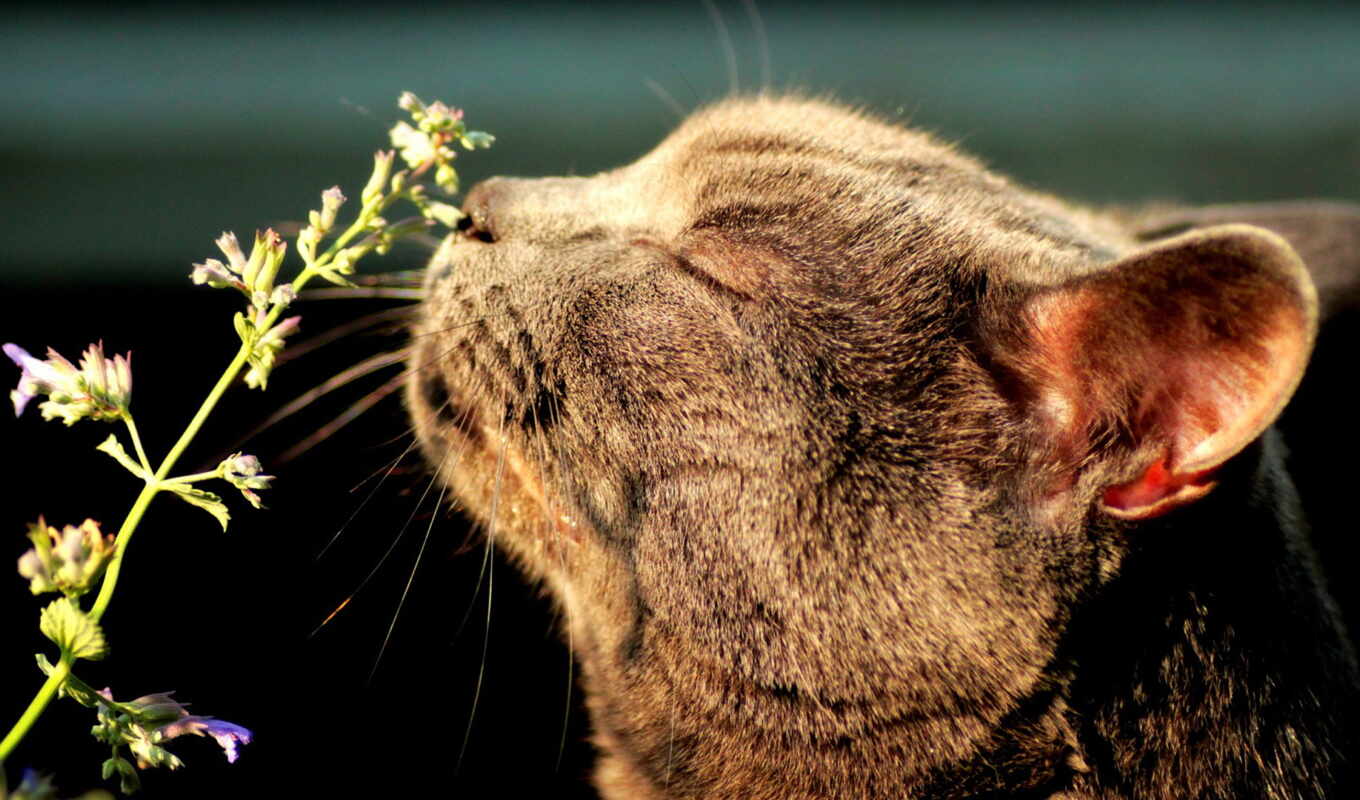 cvety, kot, кошачья, листья, трава, кошка, ягоды, аромат, мята, нюхать, котовник