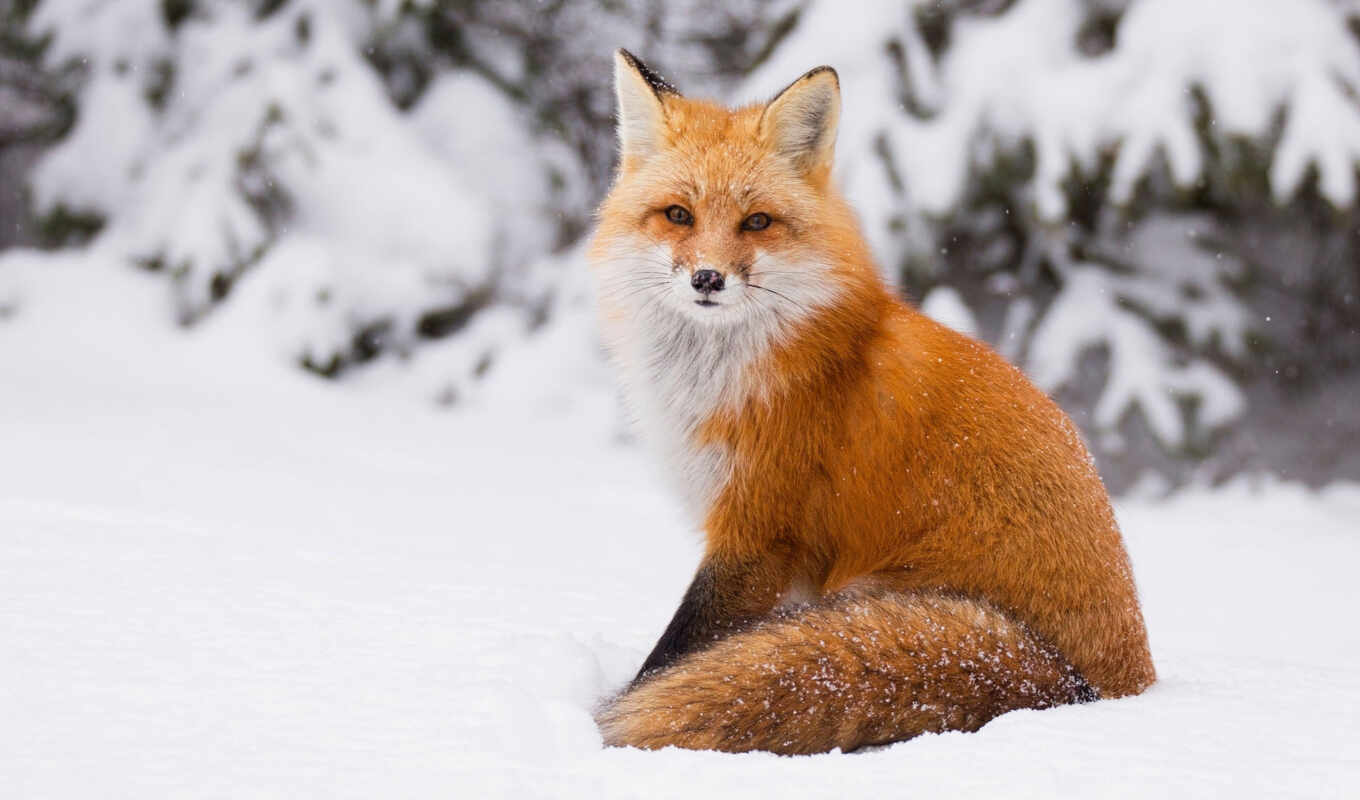 red, snow, winter, fox, nice, break, animal