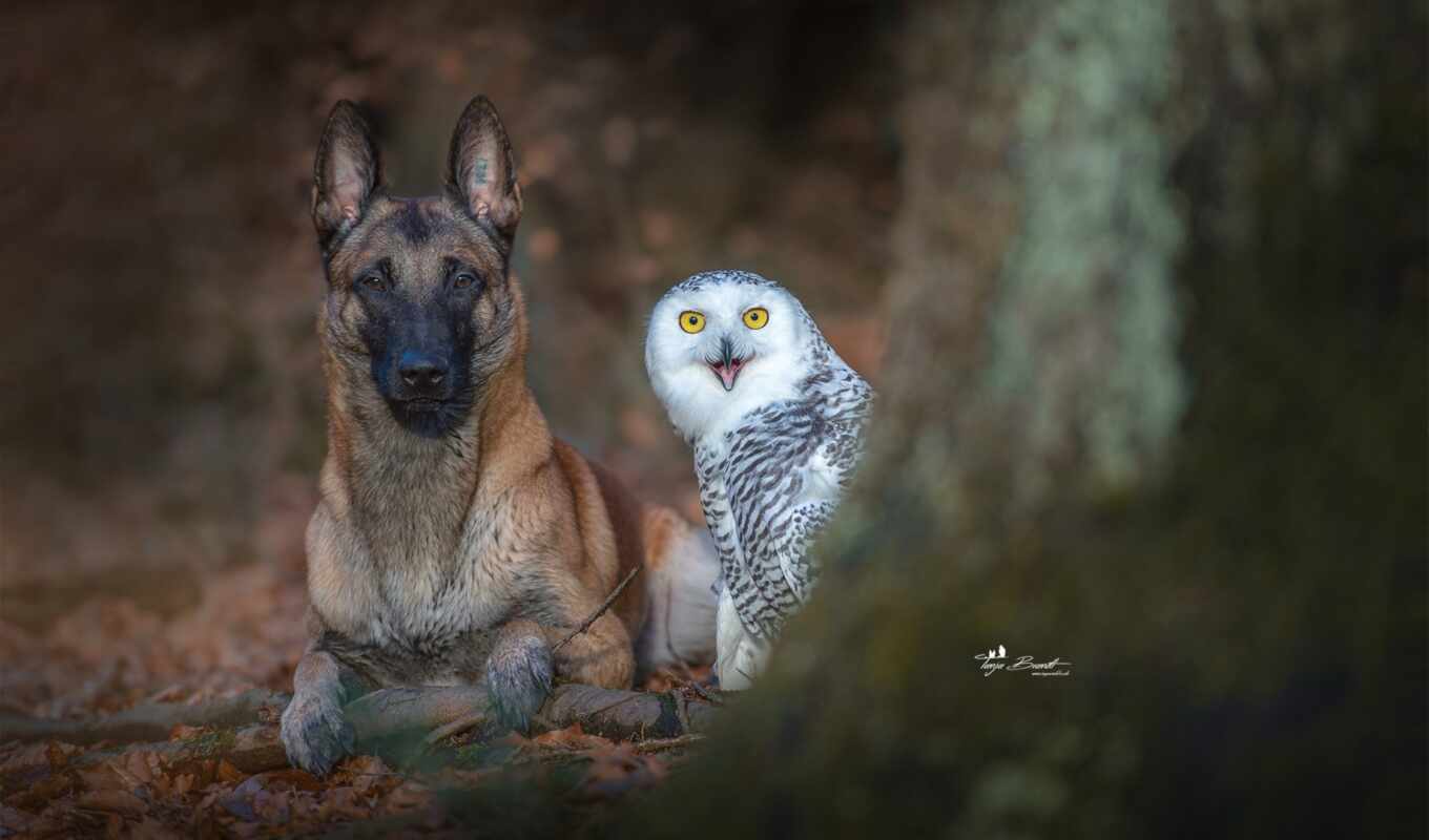 owl, friendship, dog, bird, awesome, day, animal, snowy, between, ingo