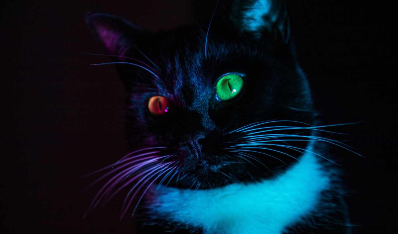 cat, heterochromia