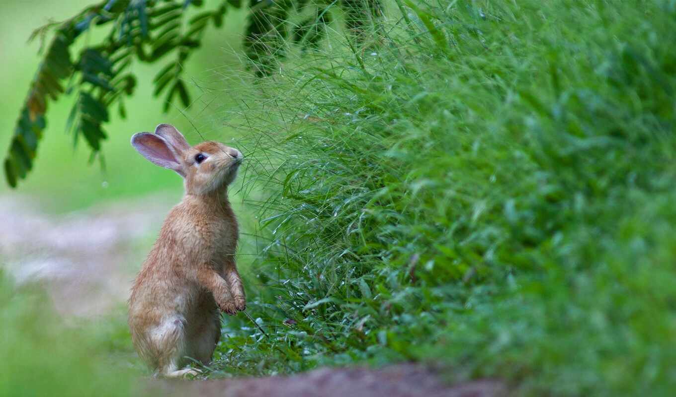 трава, кролик