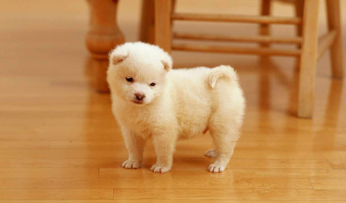 white, cute, собака, щенок, animal