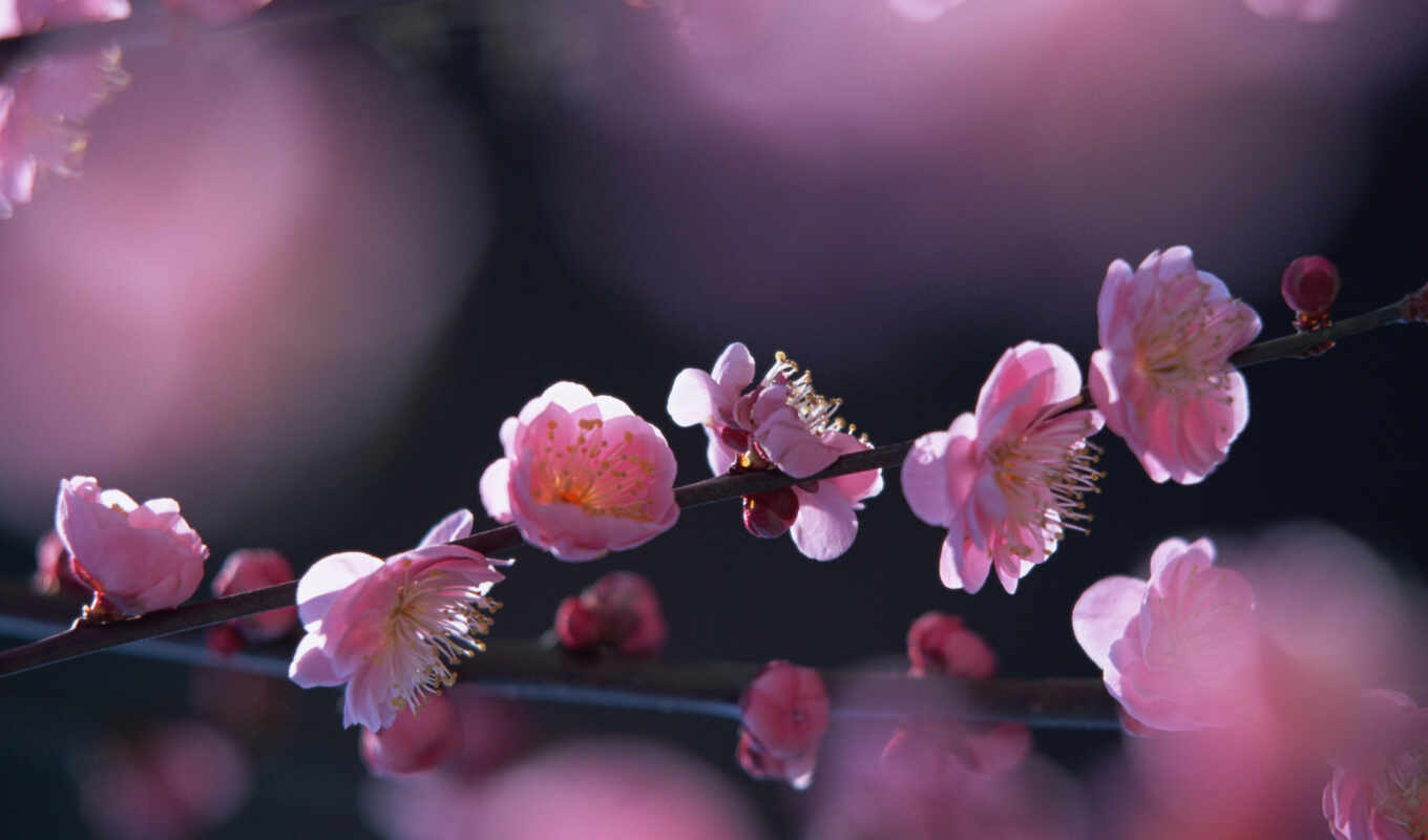 tree, nature, spring, the sun, blossom, flower, pink, colour, spring, sakura