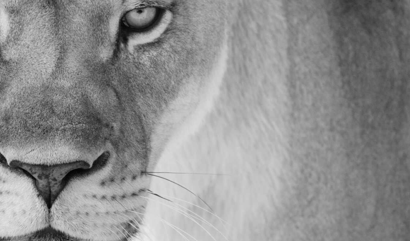 lioness, lion, download, love, tattoo, mother, cub, 