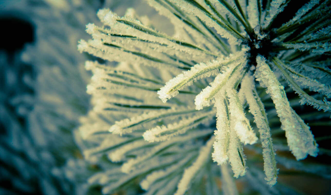 frost, branch, needles, pine tree