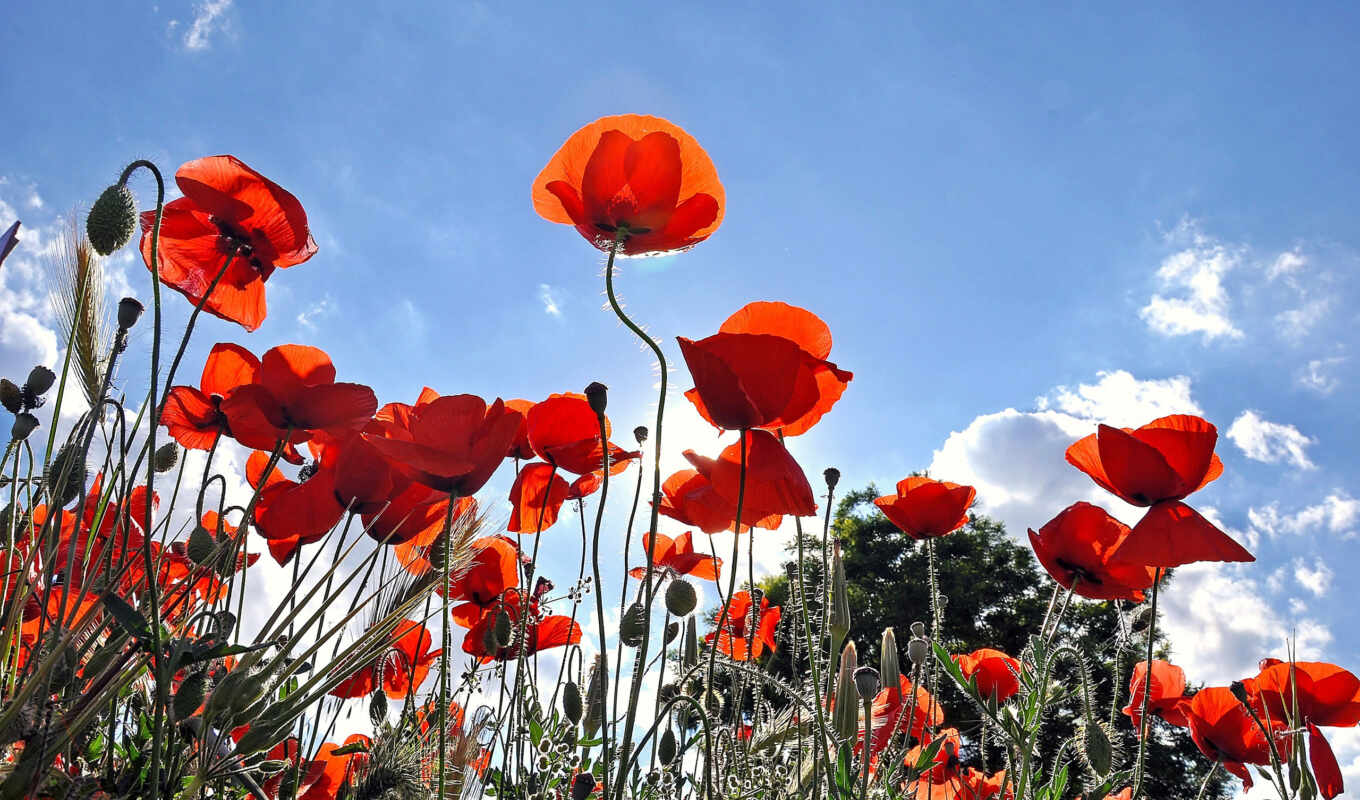 free, photos, images, they, screen, fund, poppies