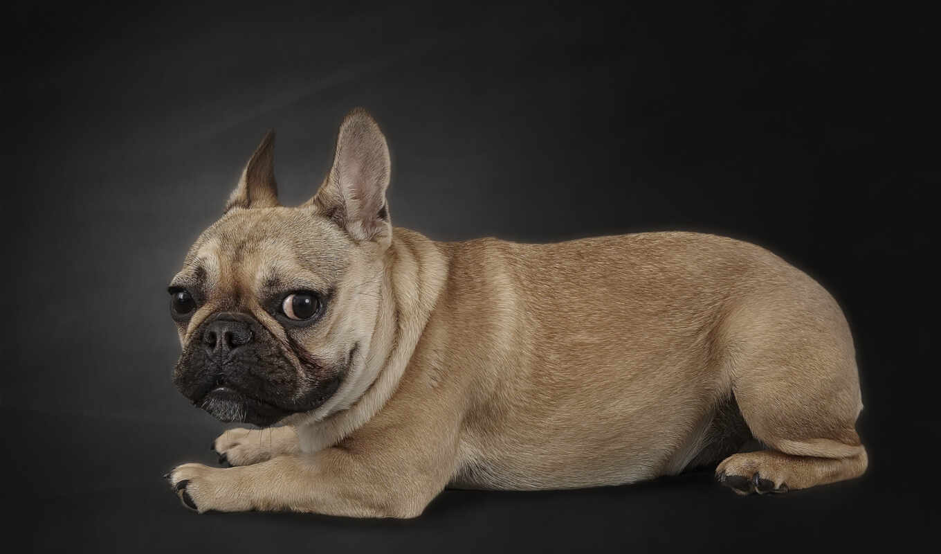 a computer, dog, tablet, device, french, free, smartphone, background, bulldog