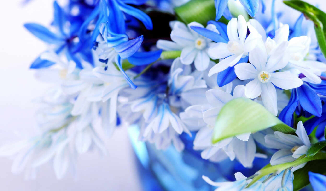 фото, цветы, blue, birth, красивый, поздравление, bell, postcard, поздравить, stokovyi, dnee