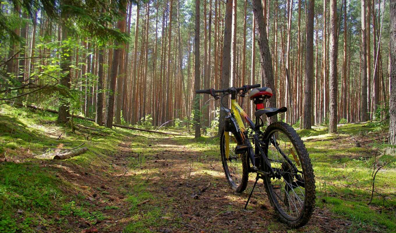 nature, forest, bicycle