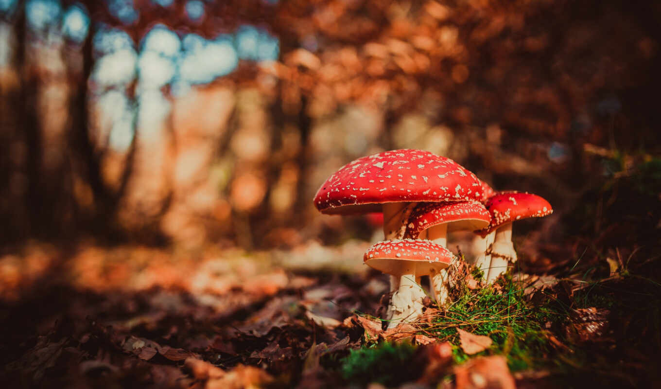 nature, red, autumn, fly, mushroom, amanita, fly agaric, fly agaric, fore