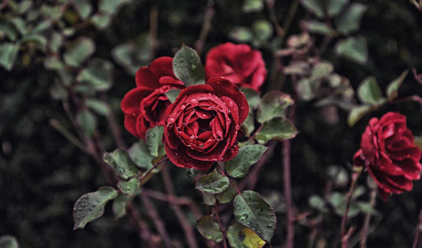 red, roses, branch, cvety, bushes