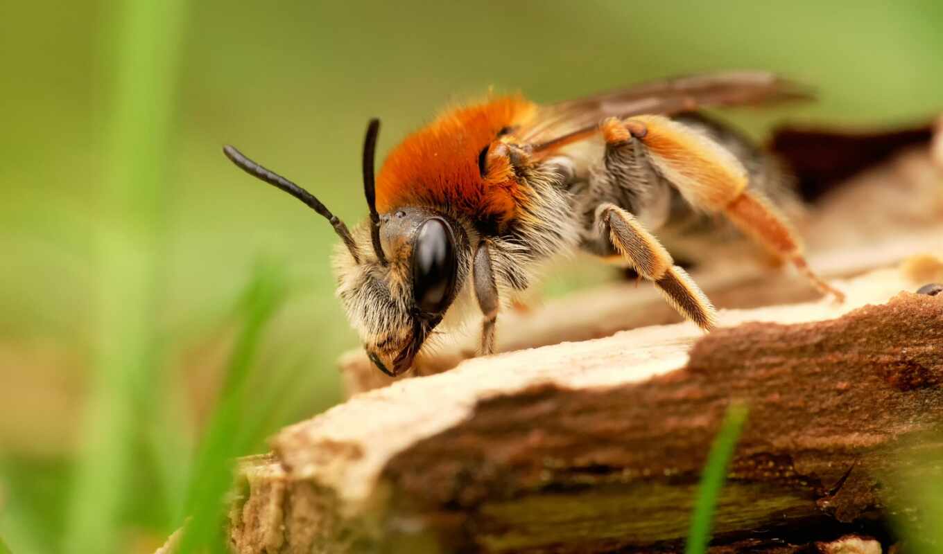 пчелка, макро, трава, les, pinterest, insectes, coléoptères