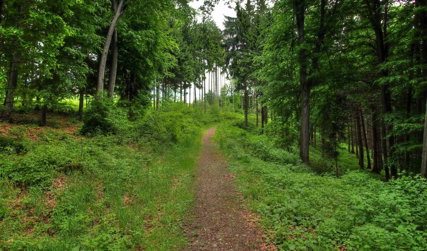 forest, moss, the tea, path, track, greenery, gloomy, high - quality, shirokoformatnyi, fore