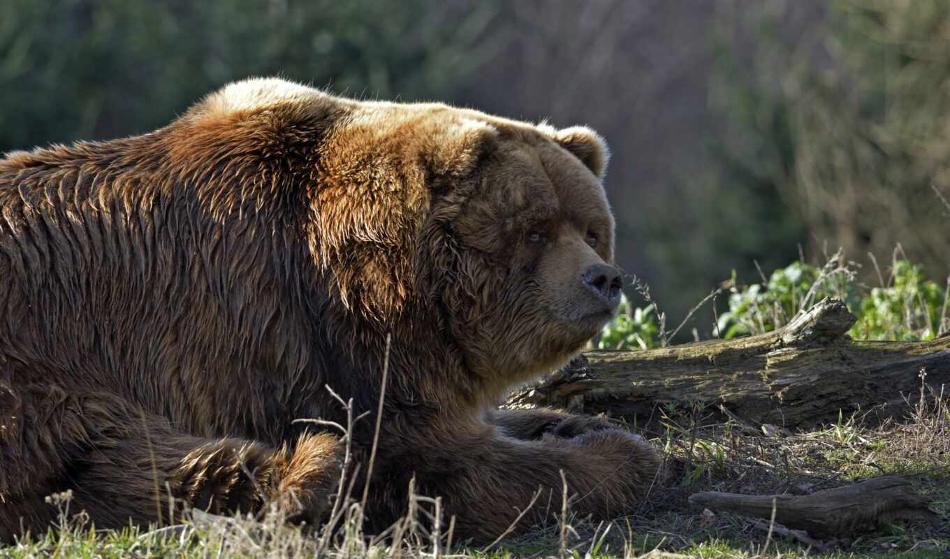grass, forest, brown, bear, fat, grizzly