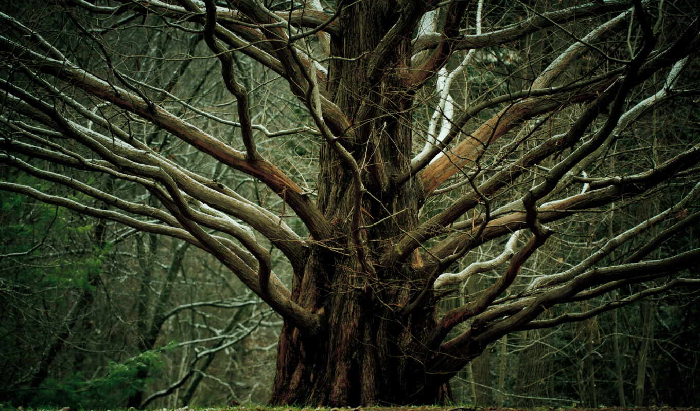 природа, дерево, биг, branch, силуэт, chaos, fore