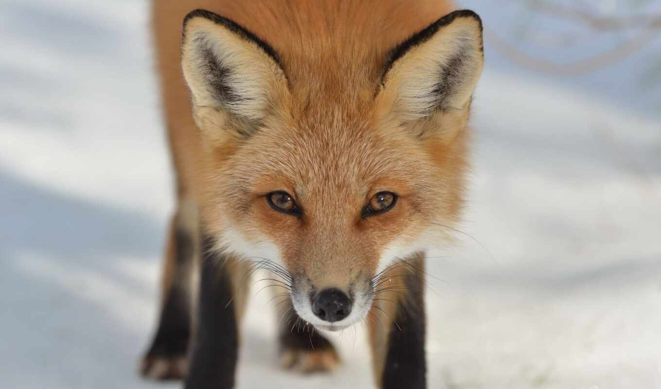 eye, fox, because