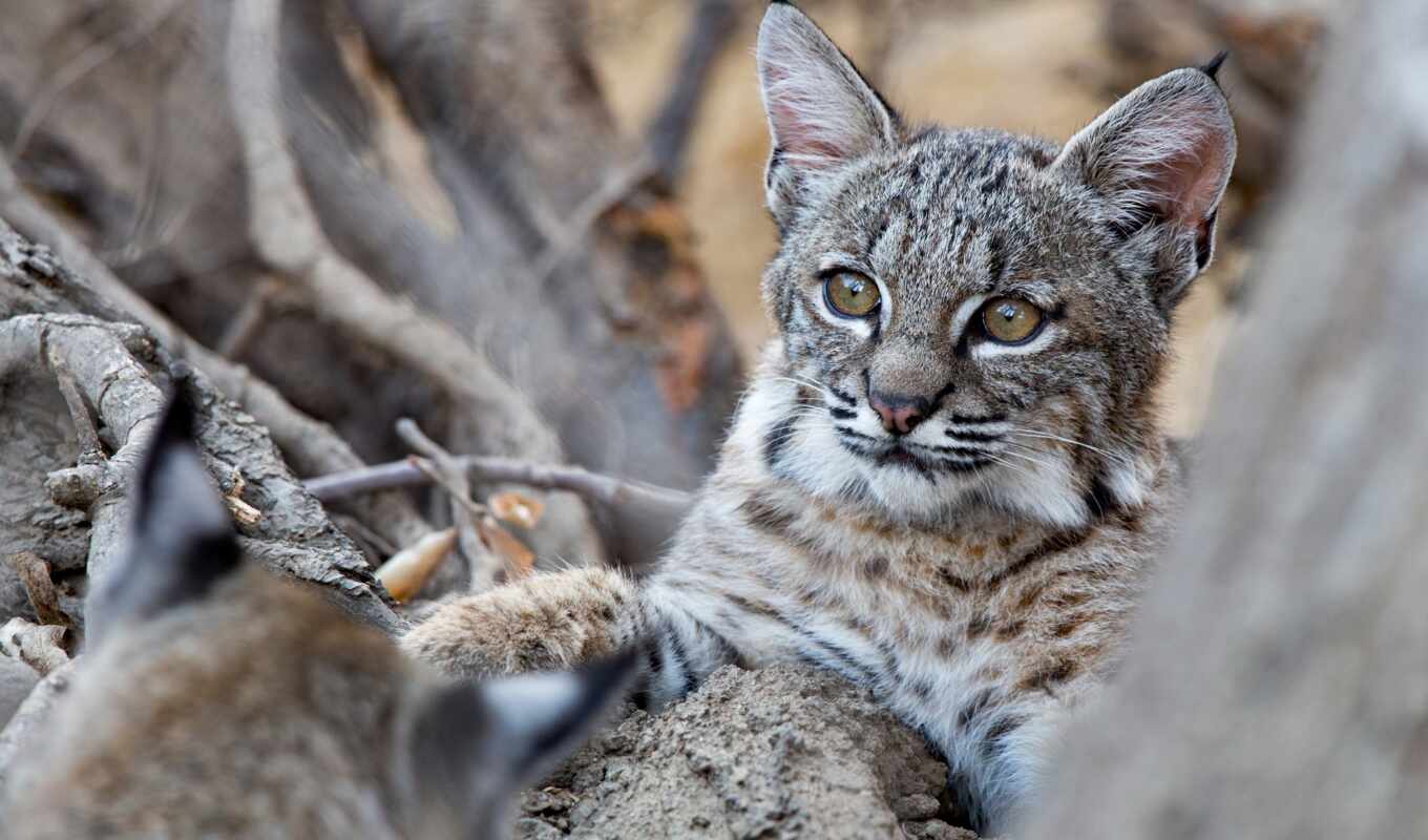 the cub, small, lynx