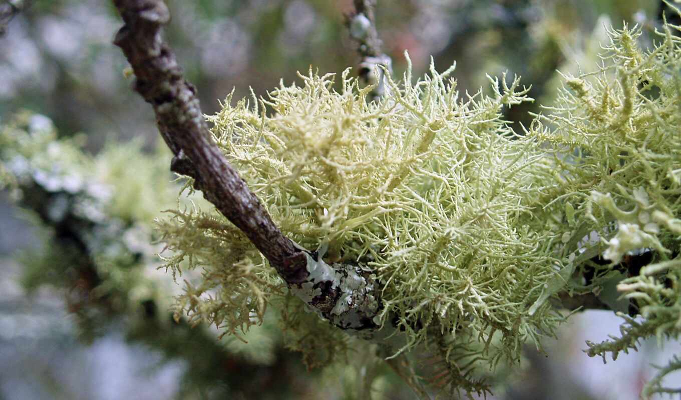 moss, natural, fragrance, maese