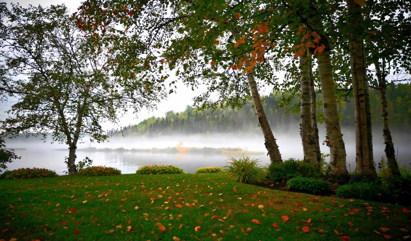 lake, nature, Russia, autumn, river, birch tree, grove, berezky