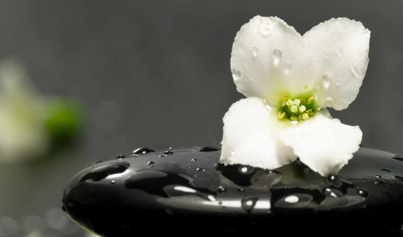 picture, drops, stone, flower, spa, zen
