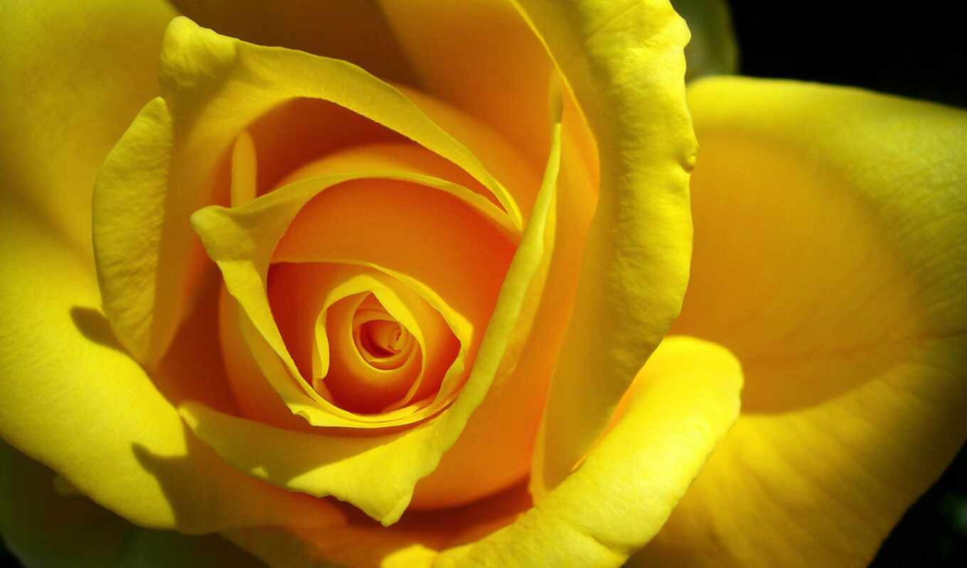 цветы, роза, макро, прекрасная, себе, розы, желтая, желтые, liveinternet, подошвы