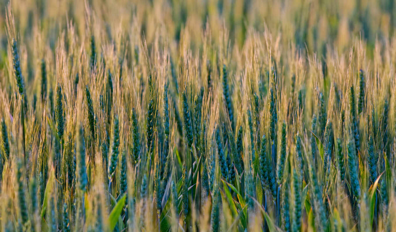 nature, macro, grass, field, field, wheat