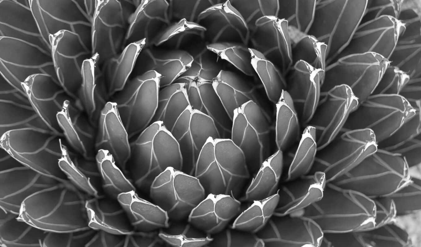 art, black, white, print, растение, кактус
