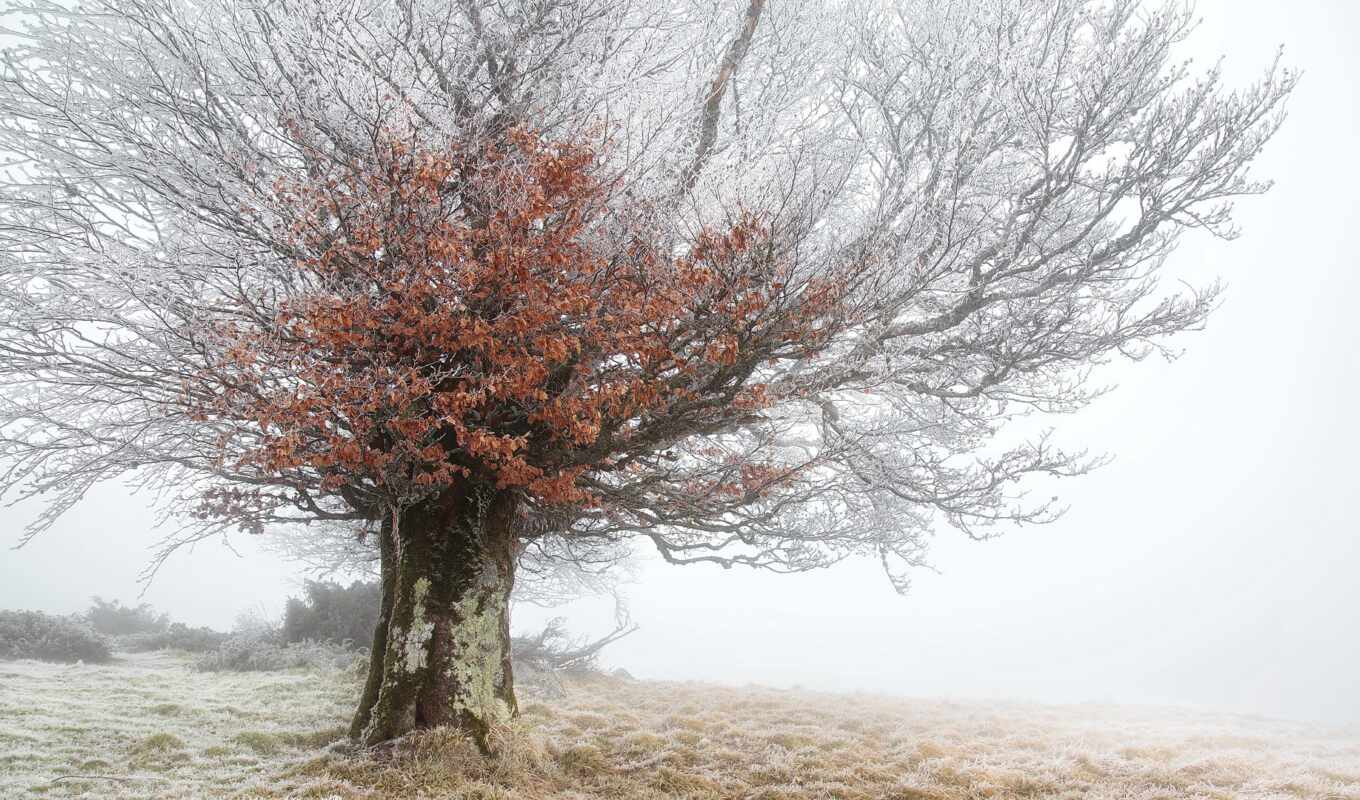 дерево, иней, winter, fond, ан, туман, дуб, drawing, id, wallpapermaniac