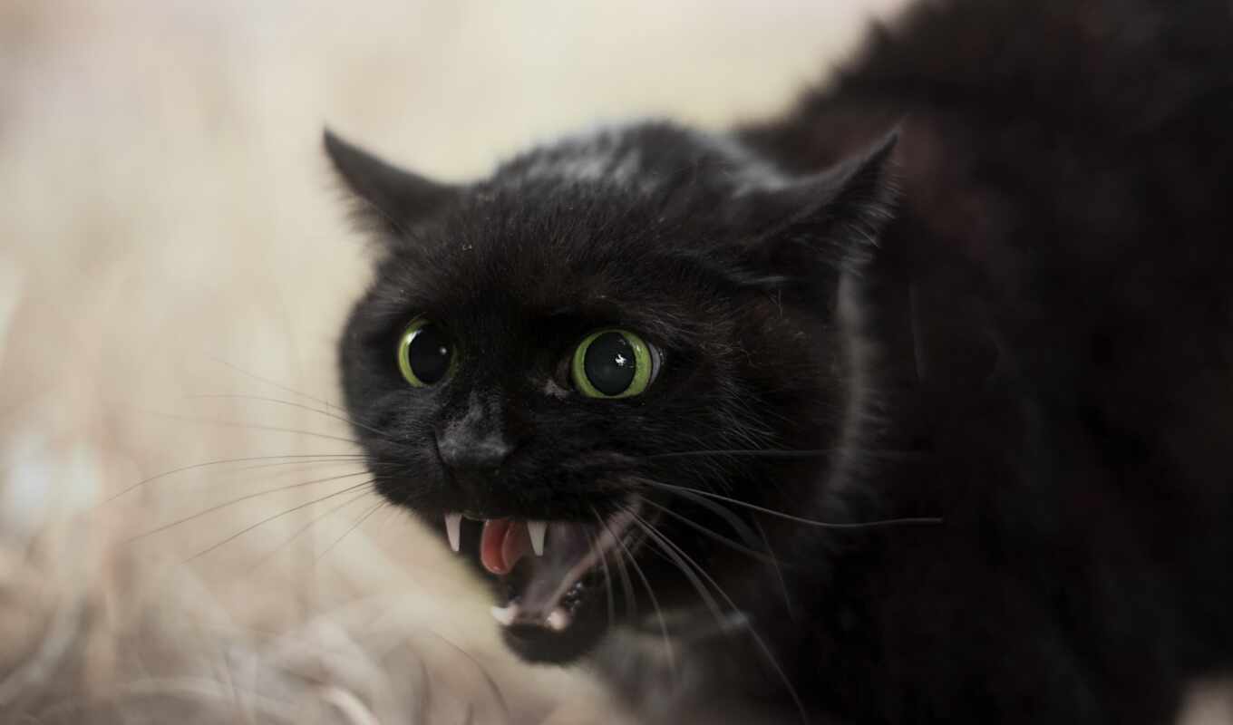 фото, black, черная, кот, тв, который, animal, его ə, крыса, владелец