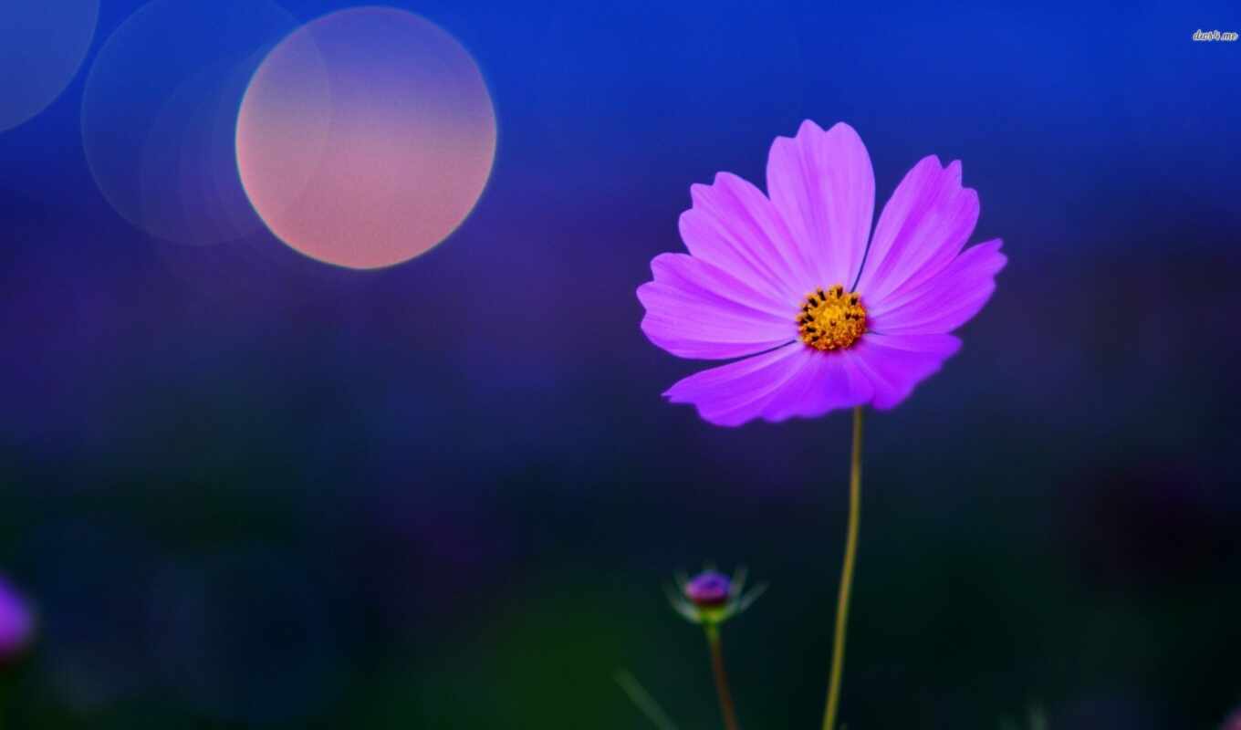 nature, flowers, pink, plant, cosmo