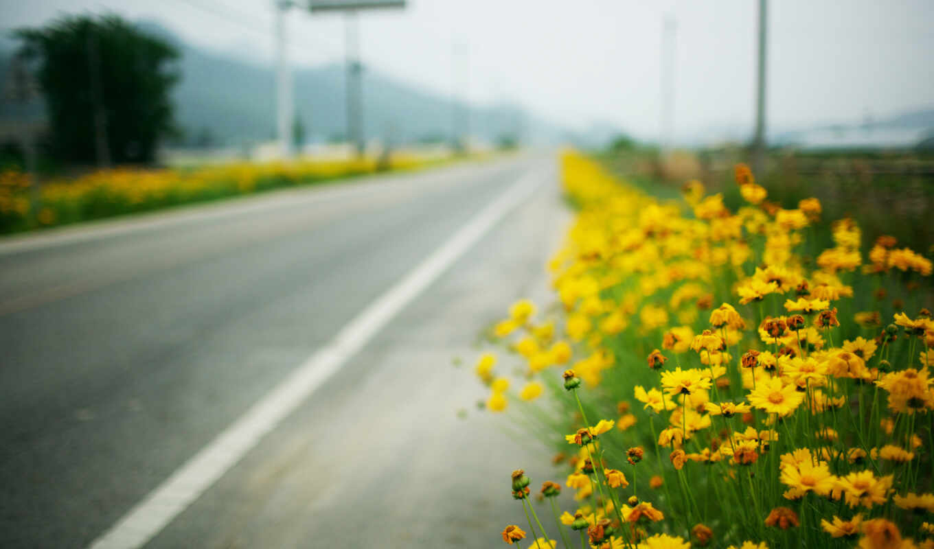 цветы, макро, дорога, желтые, roadside