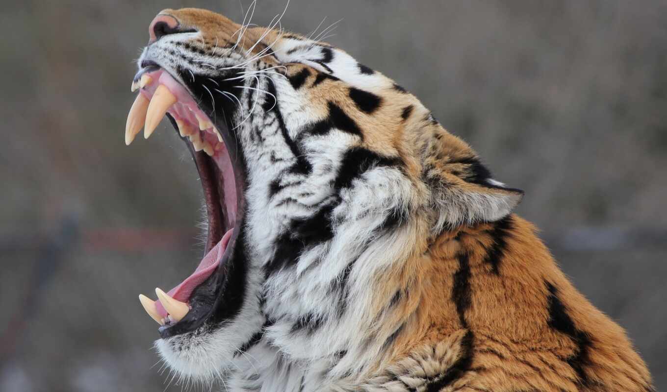 cat, amur, tiger, muzzle, wild
