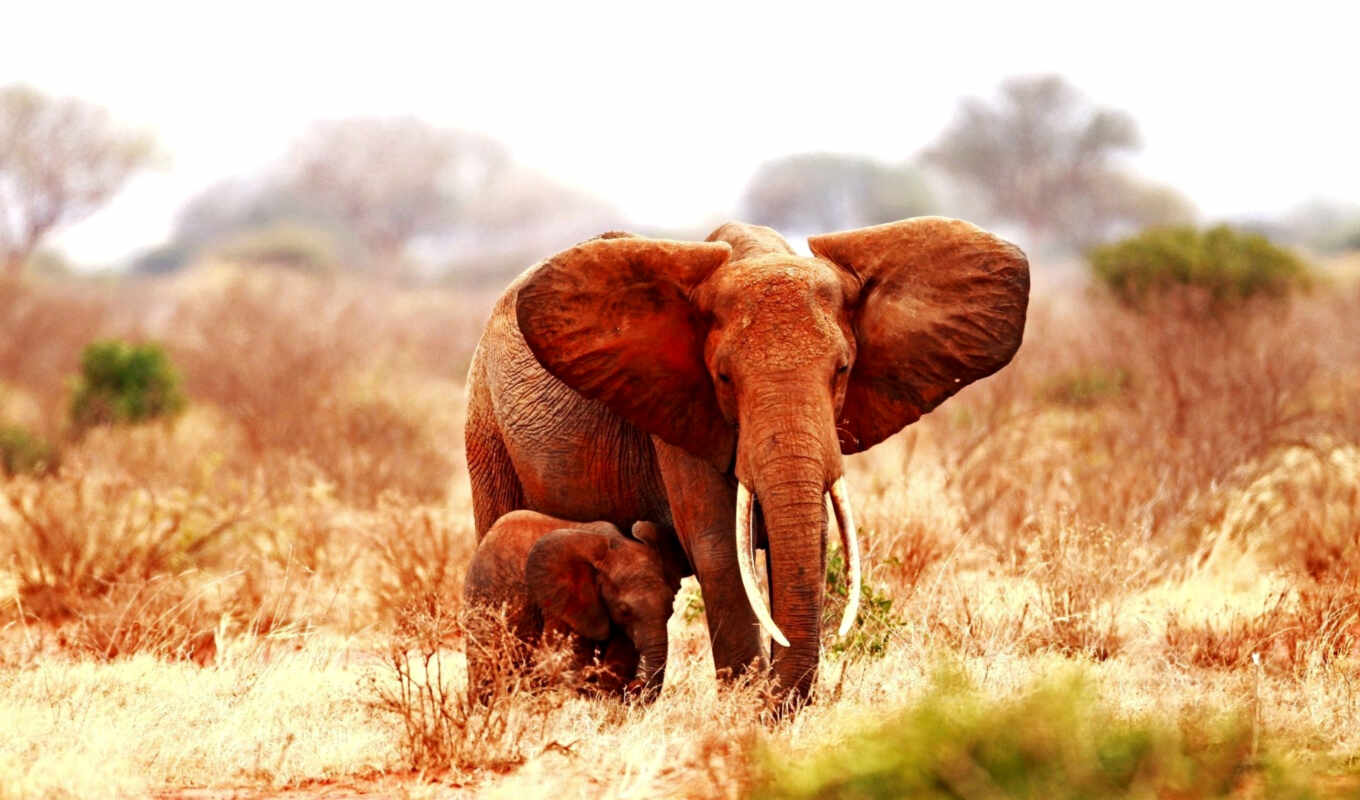 desktop, elephant, baby, mom