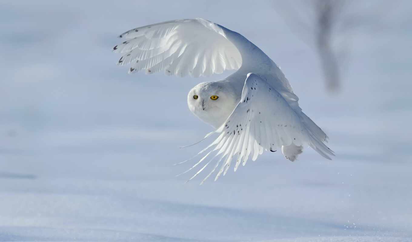white, flight, snow, winter, owl, flying, polar