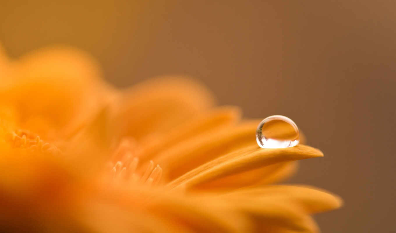 nature, drop, drops, colors, dew, cvety, dew, the flower, feature, waters, yellow