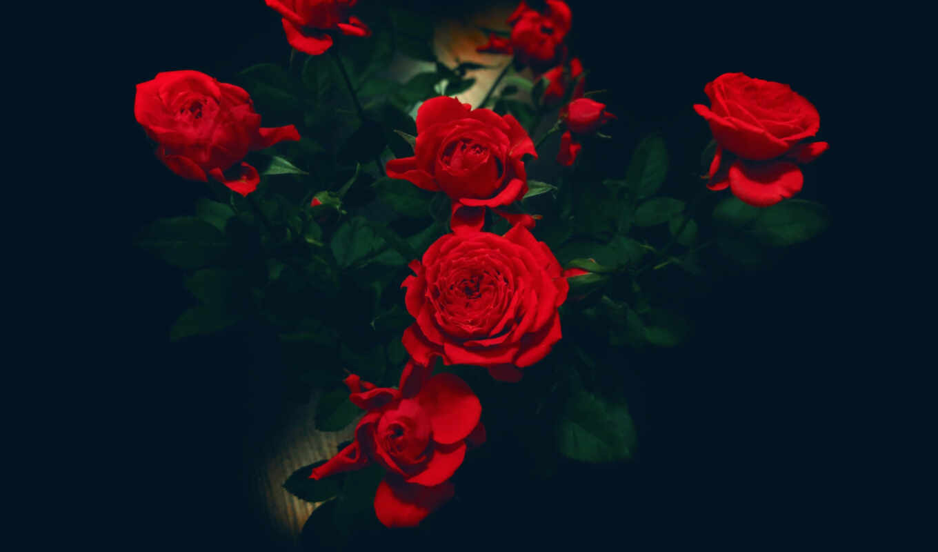 rose, free, background, red, big, to create, dark, beautiful, black, gloomy, shirokoformatnyi