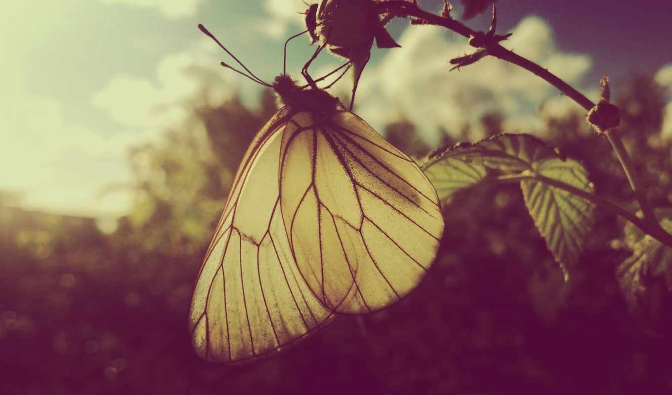 бабочка, foto, пиерид