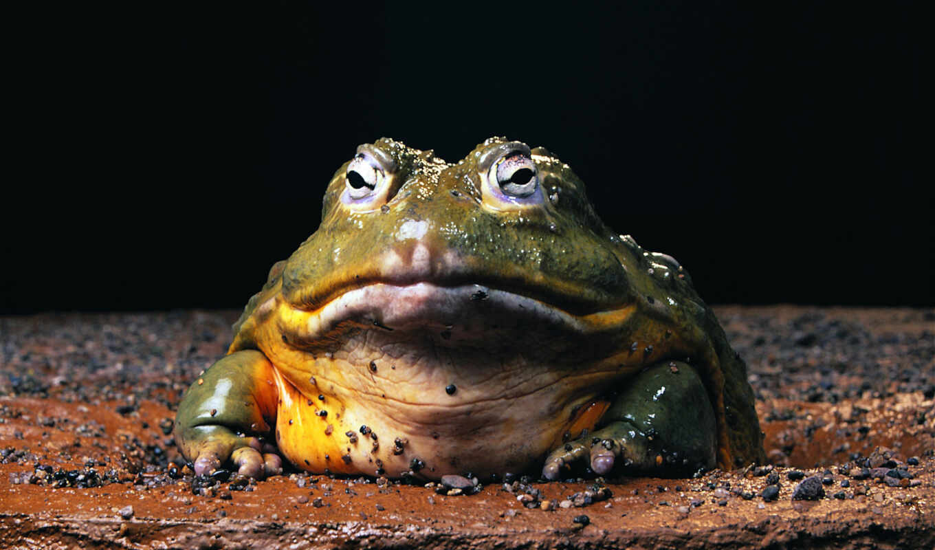лягушка, toad