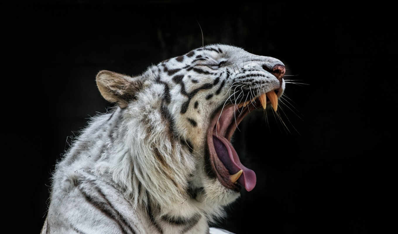 white, cat, tiger, wild, mouth, fangs, lives, wild, ♪