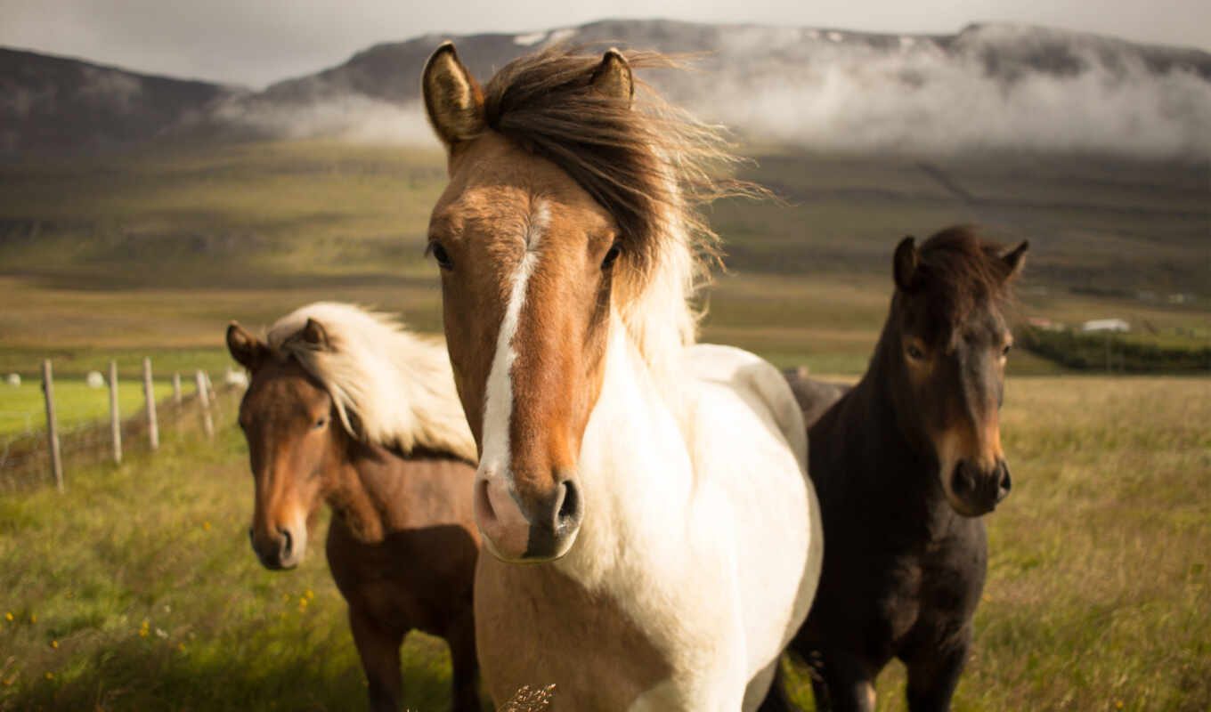 лошади, стильные, навсегда, how, исландии, планете, остается, причин, вероятный, исландские, дружелюбные