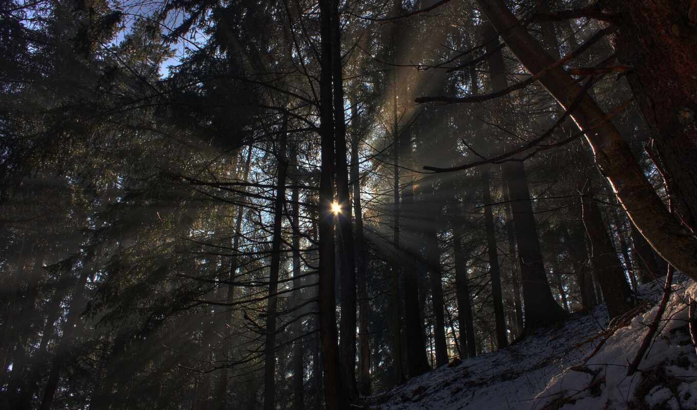 nature, forest, rays, mountains, to establish