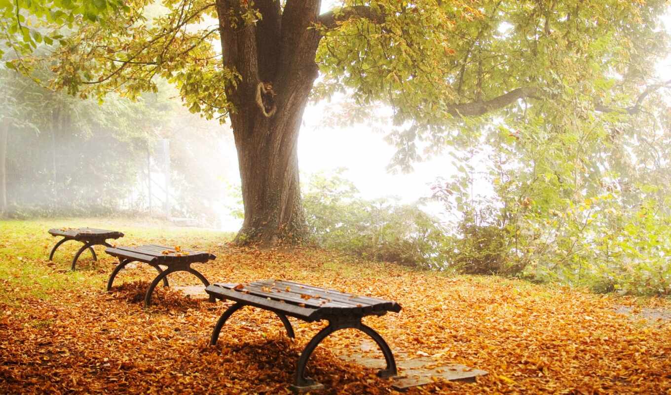 природа, garden, осень, листва, park, скамейка, лавки, промокшая