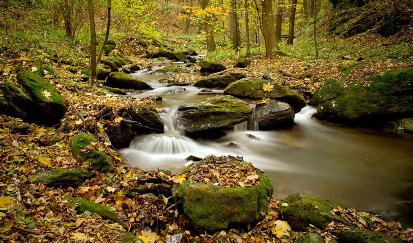 природа, лес, осень, река, trees, ручей, камни