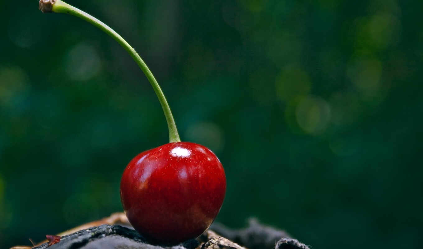 nature, background, picture, macro, cherry, diary