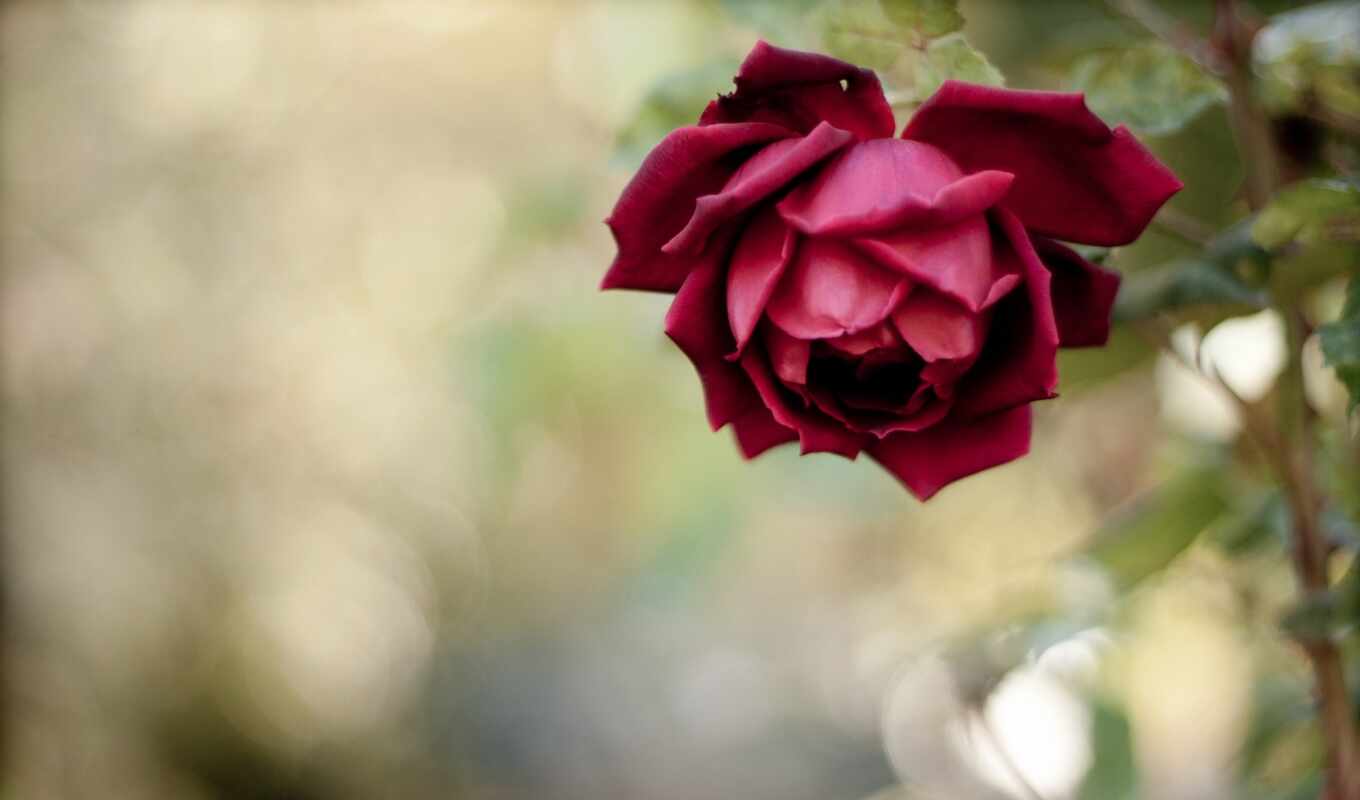 rose, cvety, poem, friday