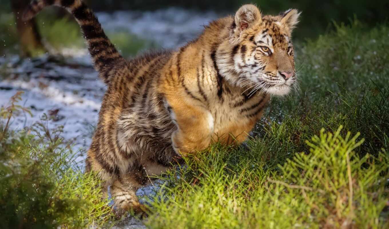 cat, jump, tiger, wild, siberian