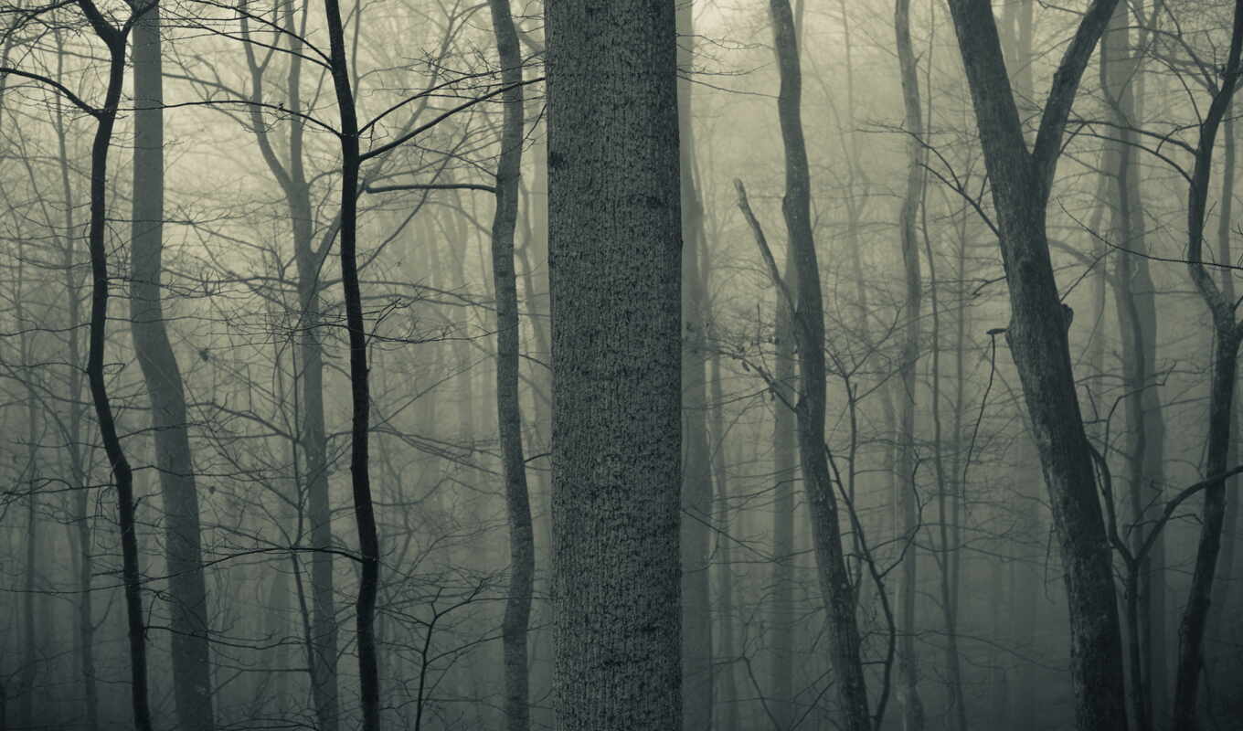 природа, фон, дерево, лес, осень, shadow, ствол, силуэт, туман, dusk