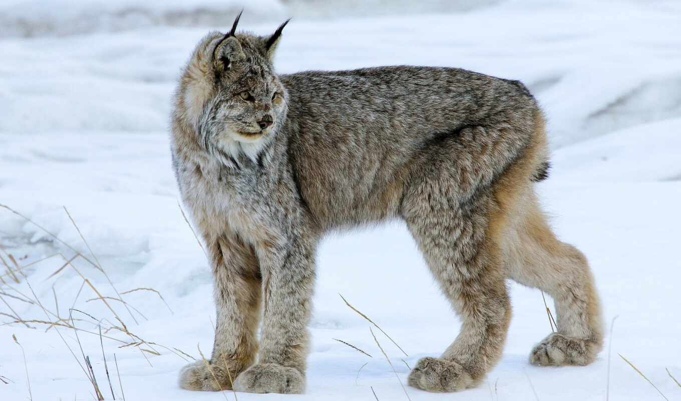 background, snow, cat, big, animal, lynx, canadian, liveinternet
