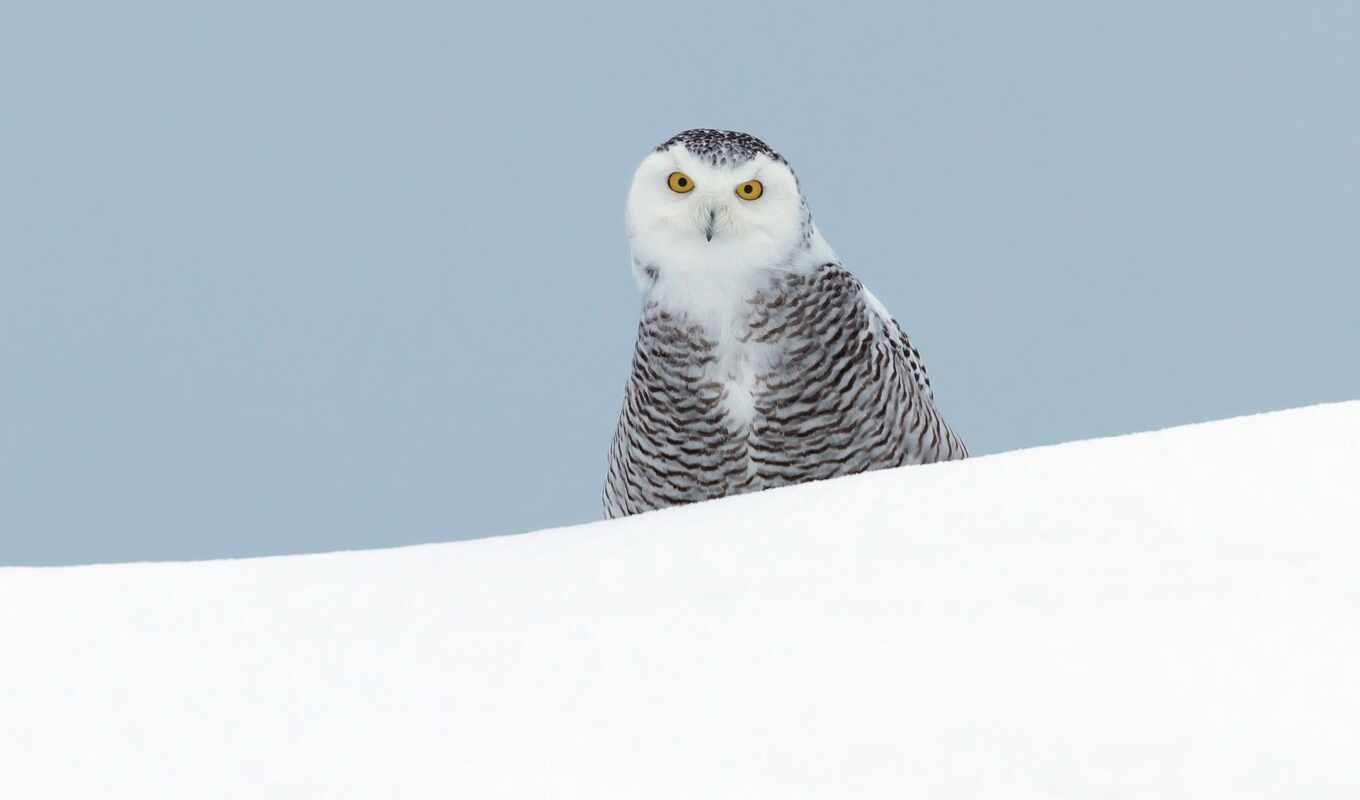 white, owl, bird, snowy