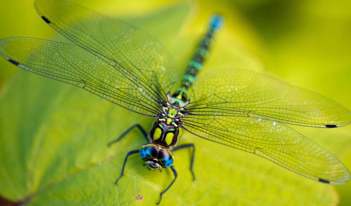 photo, dragonfly, insect